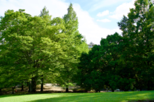 A Patch of Green Above the City story photograph