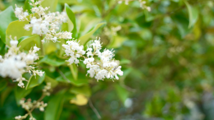 Little forager story photograph
