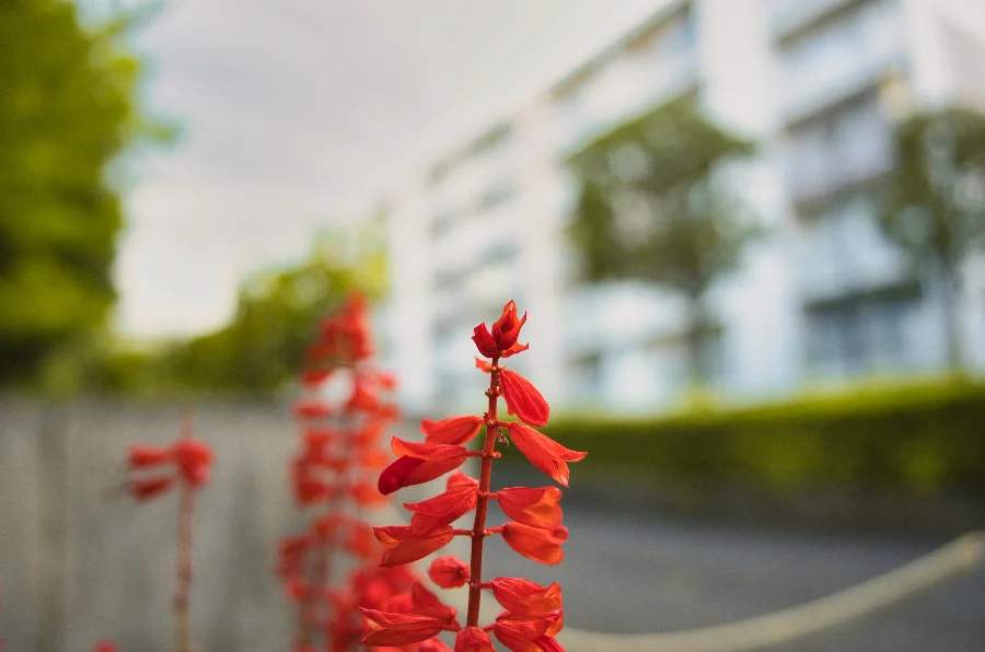 A Moment in Red story photograph