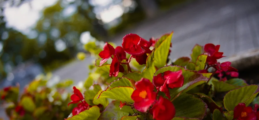 A Moment in Red story photograph