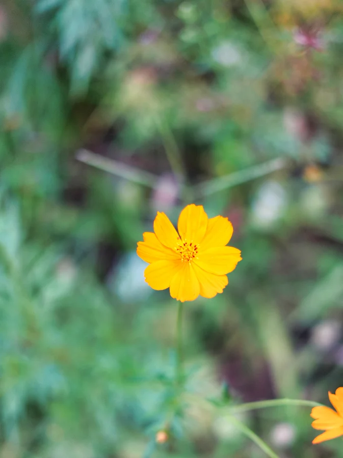 A Patch of Yellow on a Slow Morning story photograph