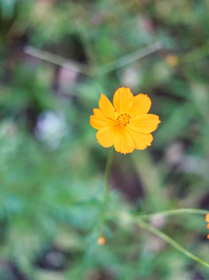 A Patch of Yellow on a Slow Morning story photograph