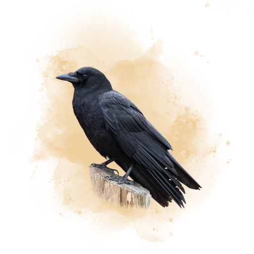 American Crow