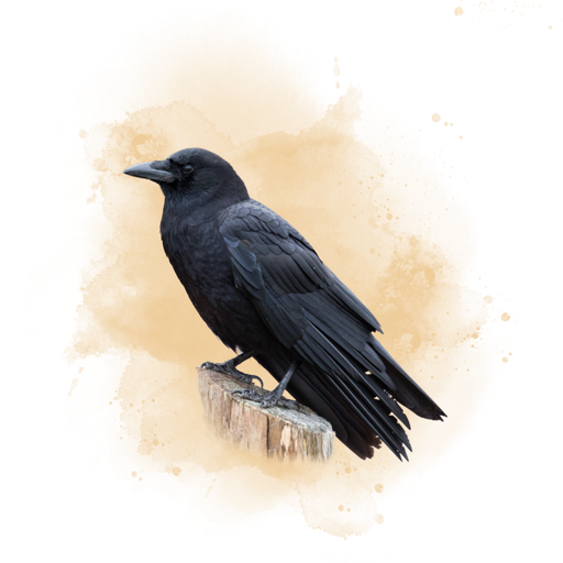 American Crow