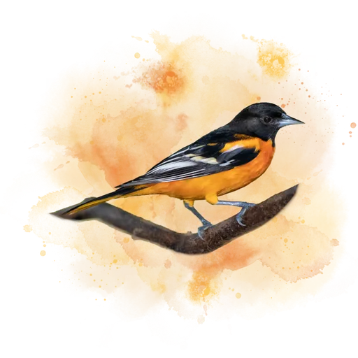 Baltimore Oriole