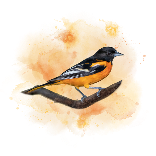 Baltimore Oriole