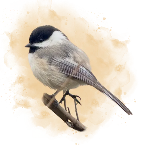 Black-capped Chickadee