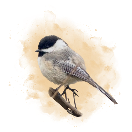 Black-capped Chickadee