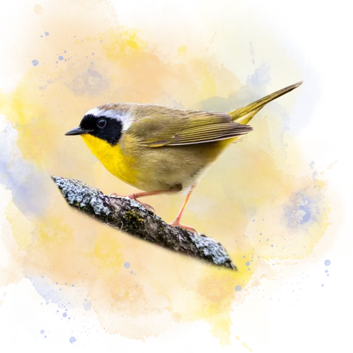 Common Yellowthroat