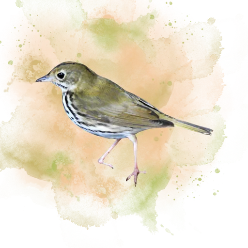 Ovenbird