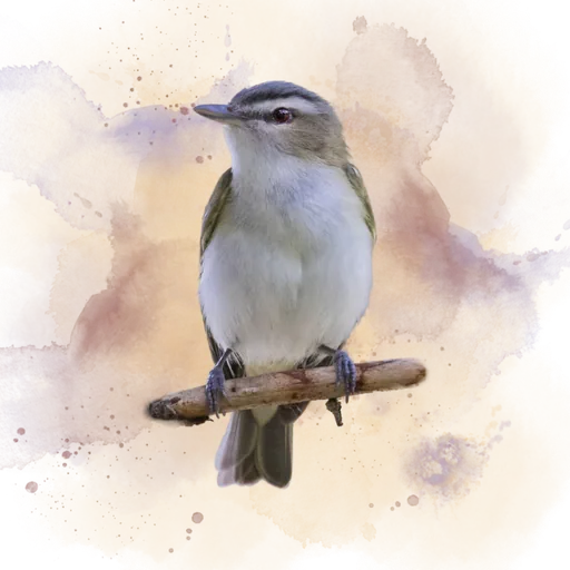 Red-eyed Vireo
