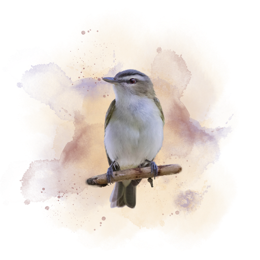 Red-eyed Vireo