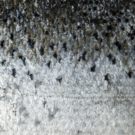 Filet de salmón con piel