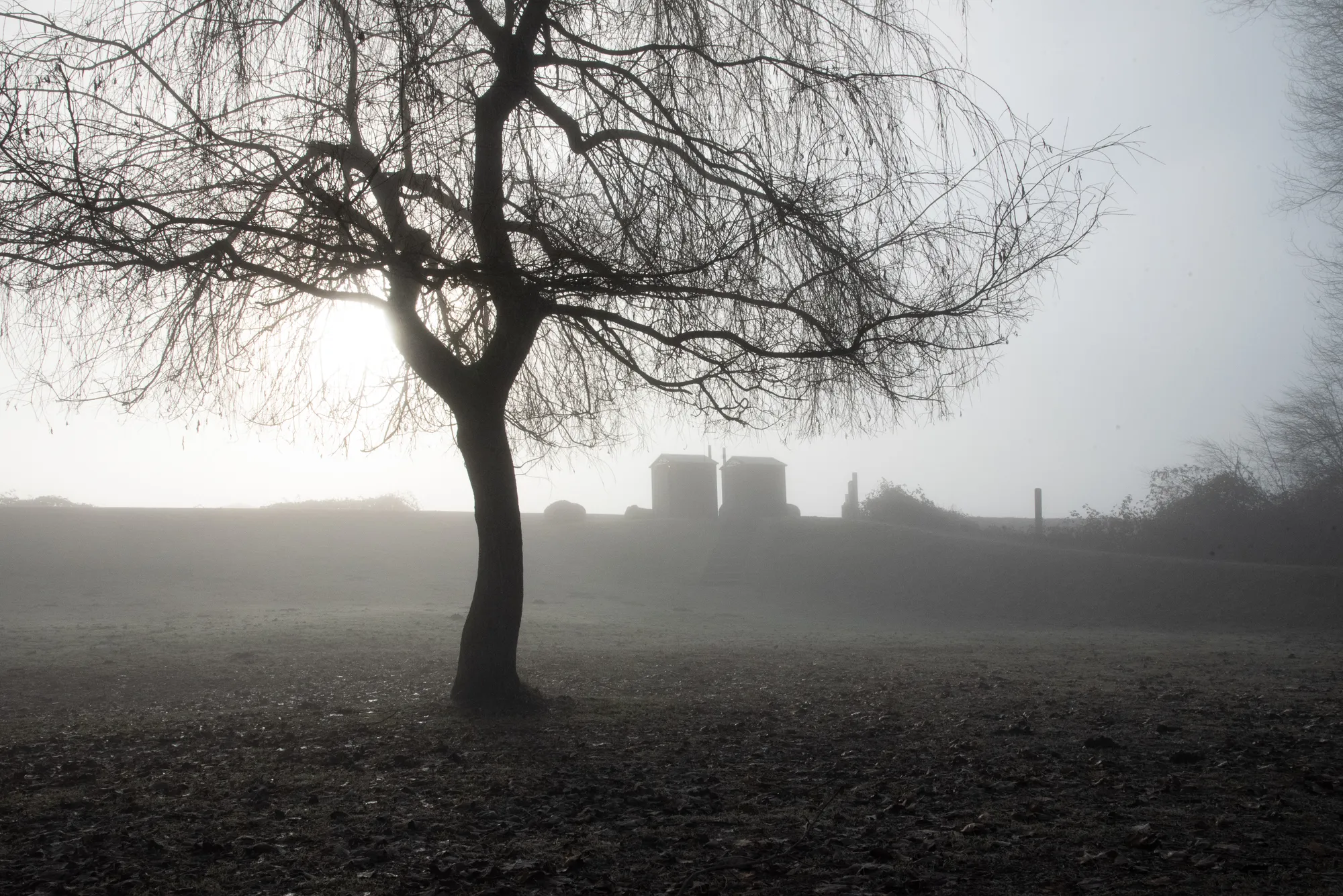 Two John Jumbo Outhouse buildings stand in a foggy field near Abbotsford, British Columbia. The structures are silhouetted against the diffused sunlight.