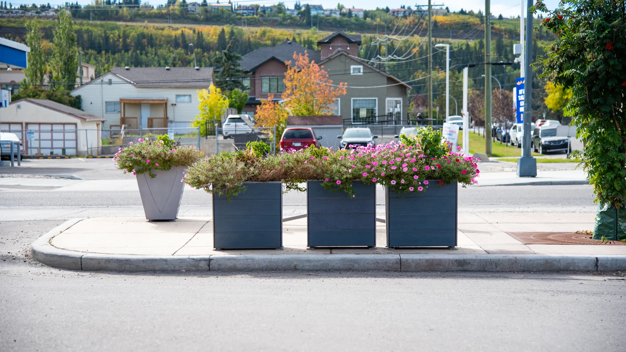 Wishbone West Coast Planters in Calgary Alberta — ambient loop