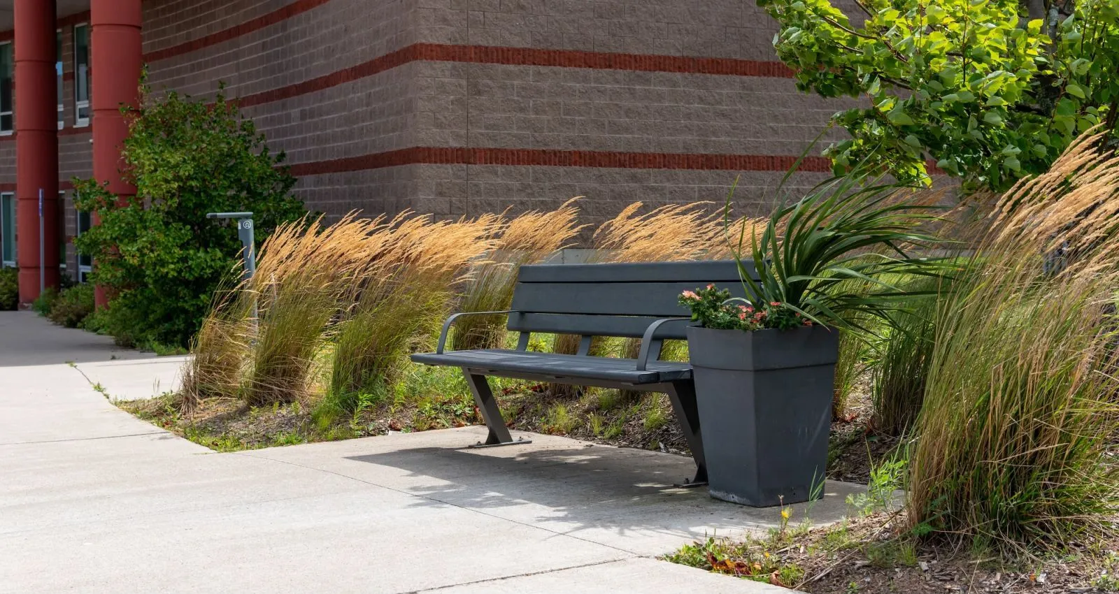 A black Bayview bench sits on a concrete walkway next to a planter and ornamental grasses. The bench provides a place to rest near a building with brick and red accents.
