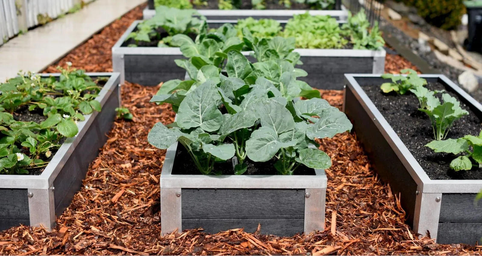 Raised garden beds constructed with recycled plastic lumber and metal frames provide a dedicated space for growing vegetables and herbs. These planters offer an organized and accessible gardening solution.