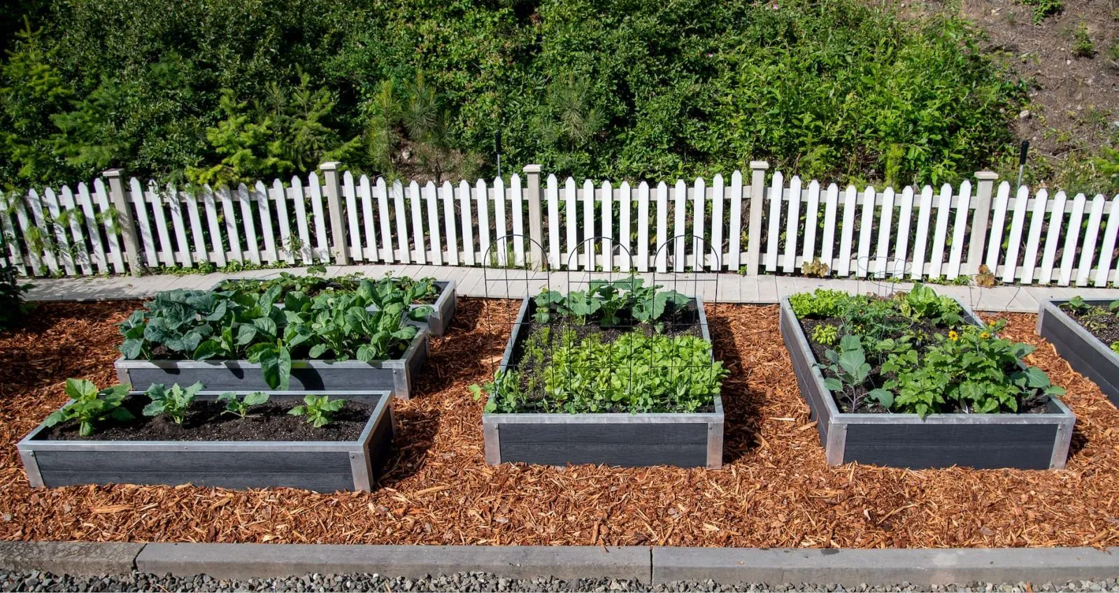 Raised garden beds constructed from recycled plastic lumber create an organized and attractive vegetable garden. The beds are filled with various plants and surrounded by mulch, bordered by a white picket fence.