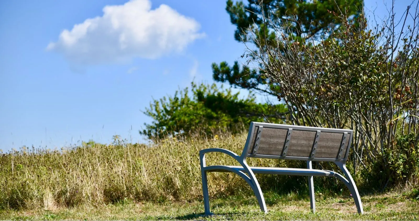 A Modena Wide Body Bench provides seating in a grassy, natural setting. The bench features recycled plastic lumber slats and a powder-coated metal frame.