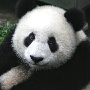 Mr. Panda