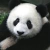 lowlifepanda