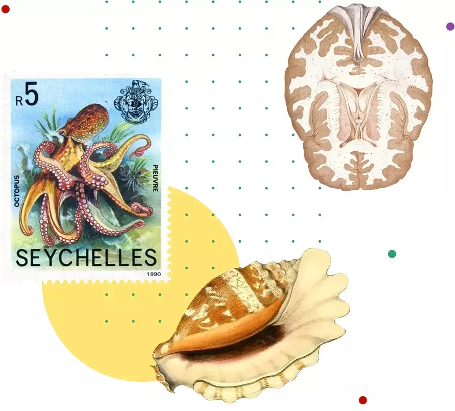 Collage of images