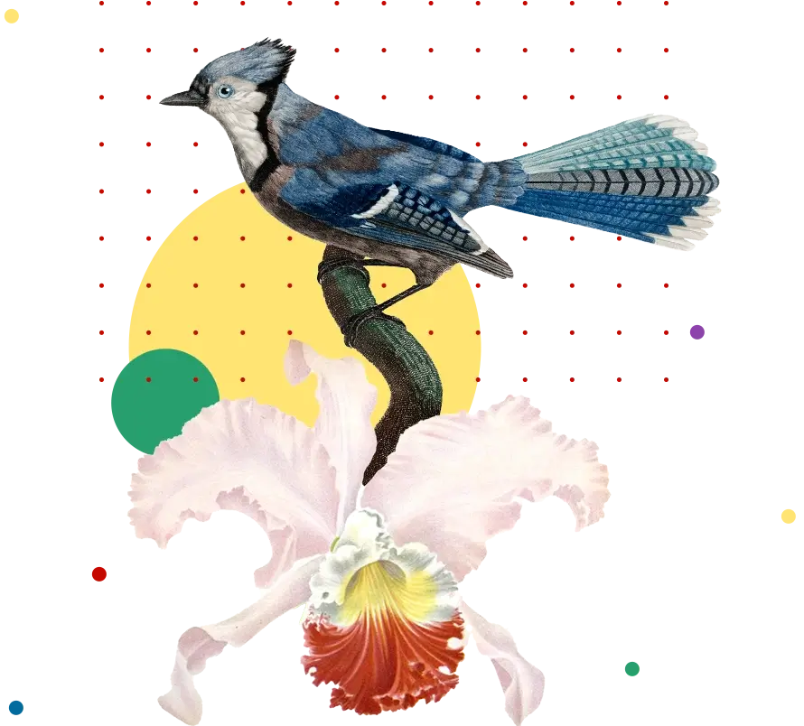 Collage of images