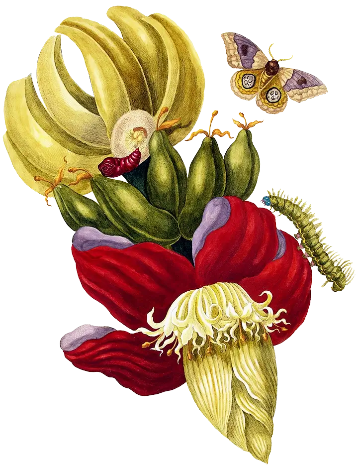 Illustration of a banana plant