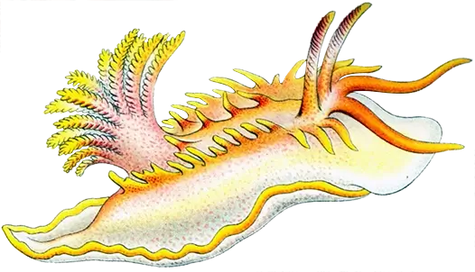 Illustration of a sea slug