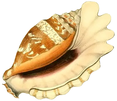 Iillustration of a sea shell