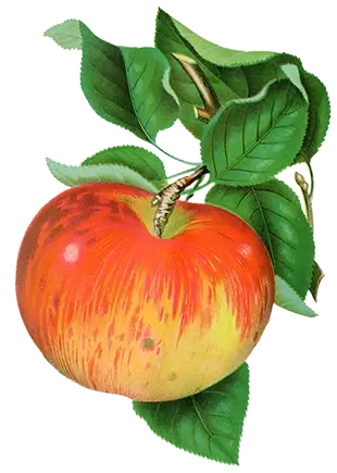 Illustatation of an apple