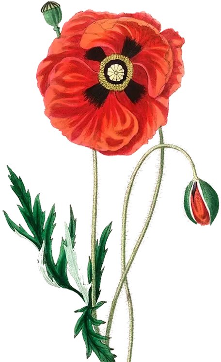 Illustration of a poppy flower
