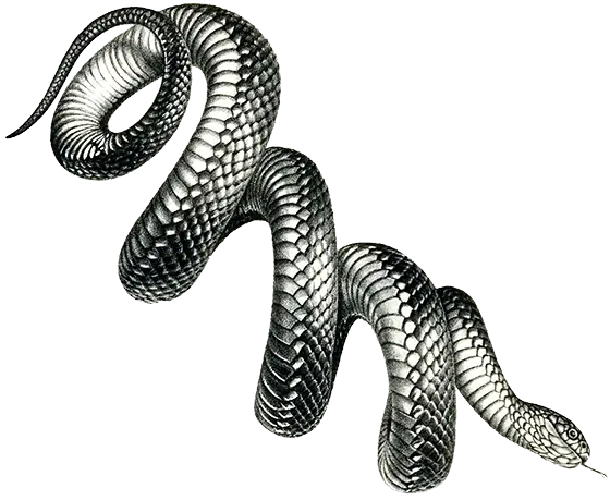 Illustration of a snake
