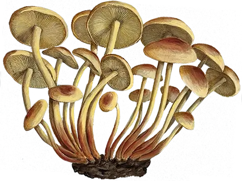 Illustration of sulphur tuft fungus