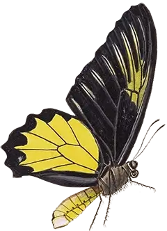 Illustration of a black and yellow butterfly