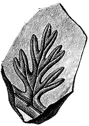Illustrations of fossilised plants