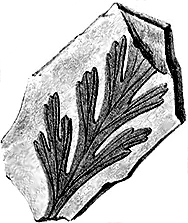 Illustrations of fossilised plants
