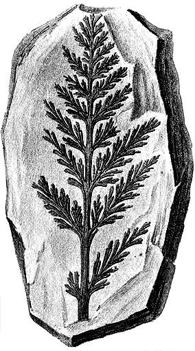 Illustrations of fossilised plants