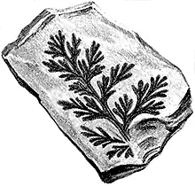 Illustrations of fossilised plants