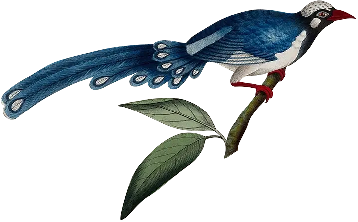 Illustration of a tropical kingfisher