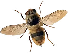 Coloured drawing of the ox warble-fly