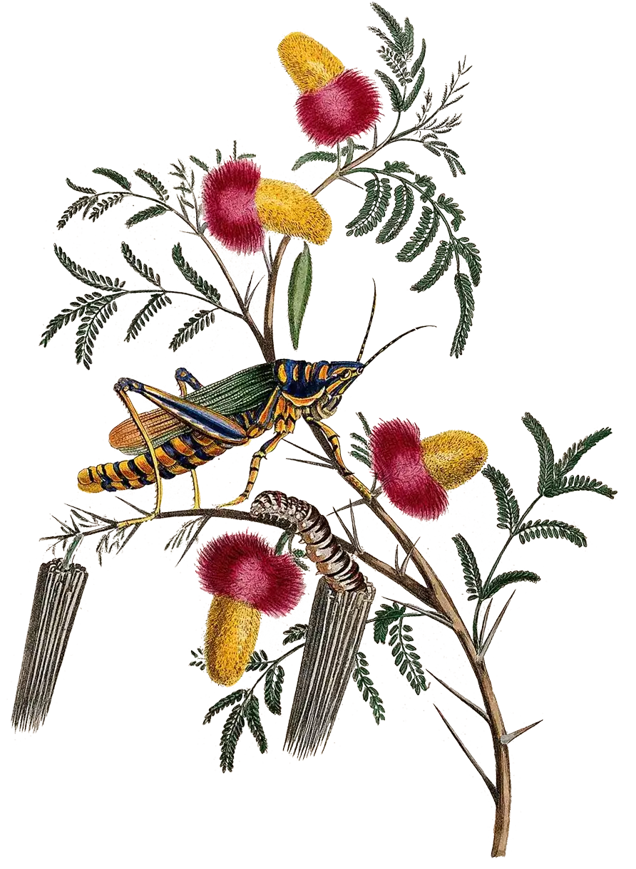 illustration of flowers and insects