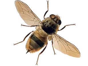 Coloured drawing of the ox warble-fly