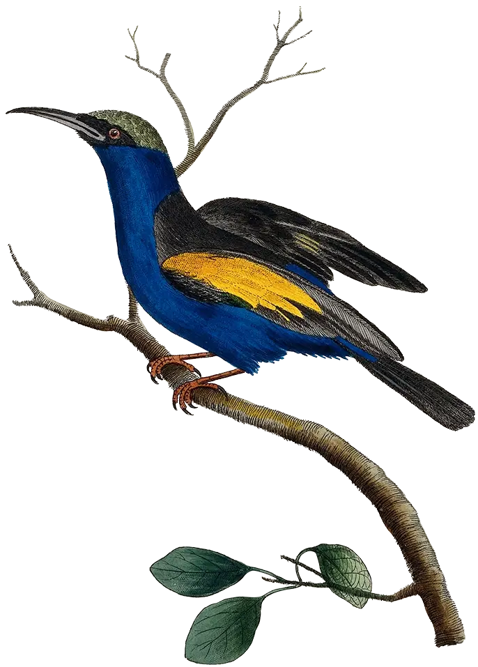 An illustration of an exotic bird