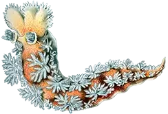 Illustration of a sea slug