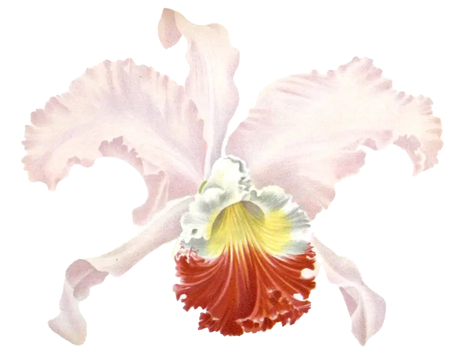 Illustration of an orchid