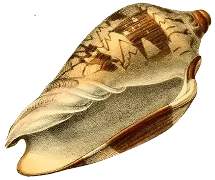 Illustration of a sea shell