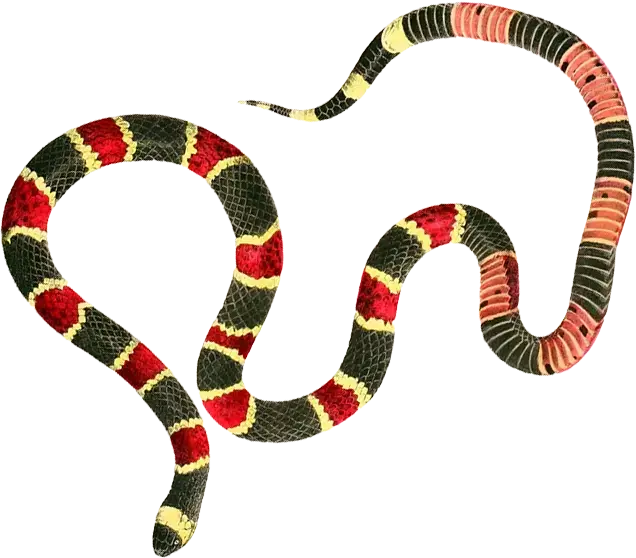 Illustration of snake