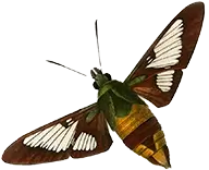 Illustration the moth species Bee Hawk Moth.