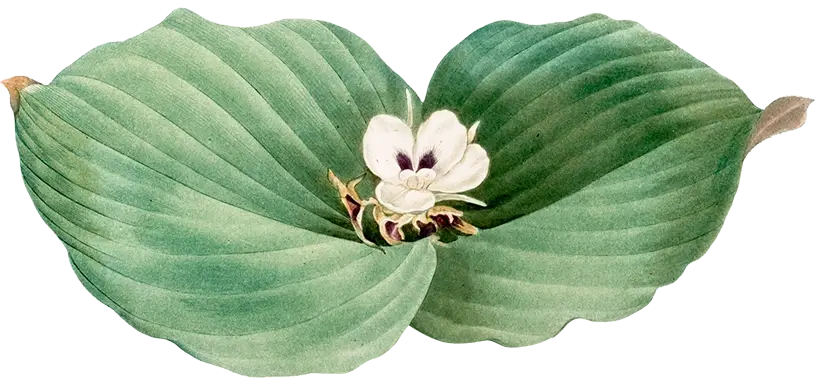 Illustration from "Les liliacées" by Pierre Joseph Redouté (1759-1840), digitally enhanced by rawpixel.com, featuring vibrant botanical artwork of lilies.